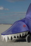 The blue shark.