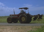 A tractor drives by the cane fields on Grande Terre, Guadeloupe, French West Indies.