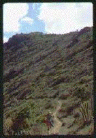 [A hiker on the goat path from Anse du Colombier.]