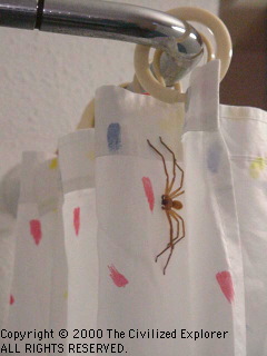 Our shower spider.